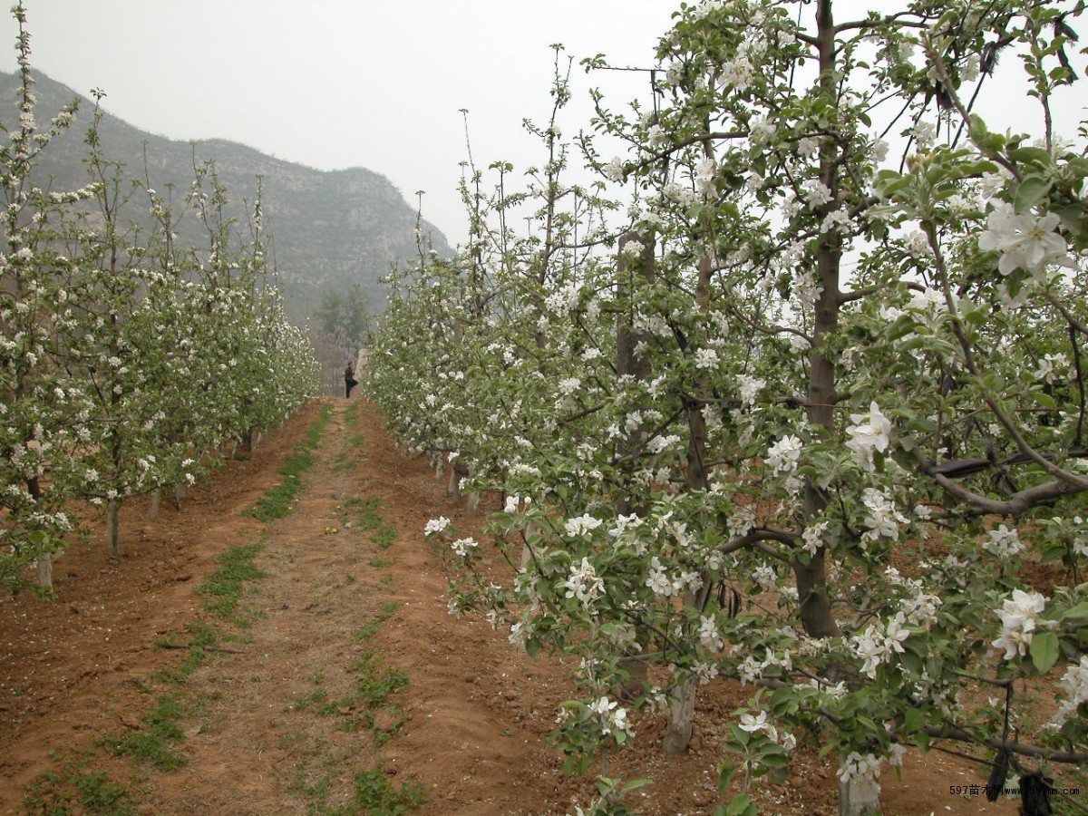 新品种苹果苗 一亩地可以种植多少棵苹果苗 - 泰安开发区正一园艺场
