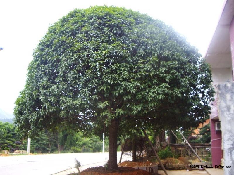 桂花树的形态特征和分布与习性