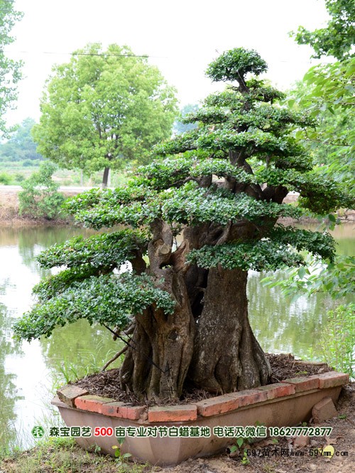 对节白蜡树桩盆景
