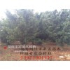 羅漢松樹10公分、8cm自然型羅漢松樹15厘米、造型專用