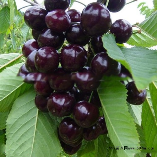 出售黑珍珠樱桃树苗价格多少图片|苗木|苗木图