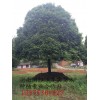 8m高金桂精品树,30公分,7米冠幅13975301927