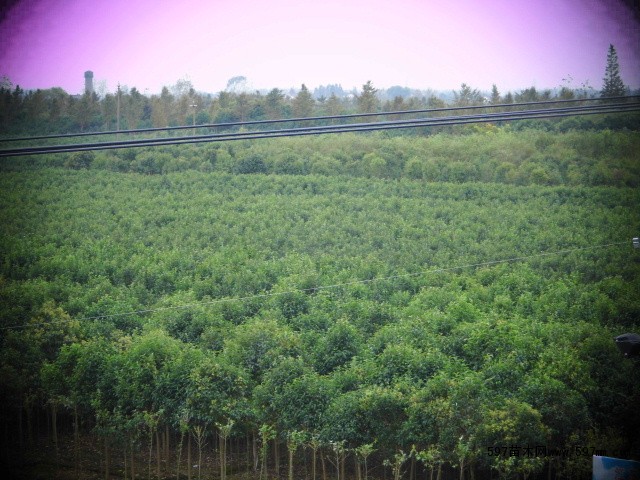 江蘇東臺市三倉鎮春山苗木種植園 江蘇東臺市三倉鎮春山苗木種植園