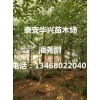 大量出售胸径15公分、18公分、20公分银杏树