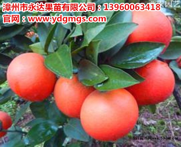 (江西迎春柑苗)柑橘最新品种,极具发展潜力|果