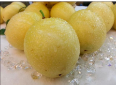 哪里可以买到百香果苗|百香果种苗哪里有|益丰