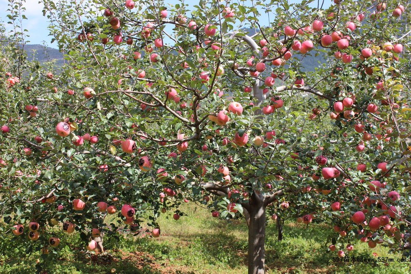 供应苹果树 8公分苹果树 10公分苹果树价格