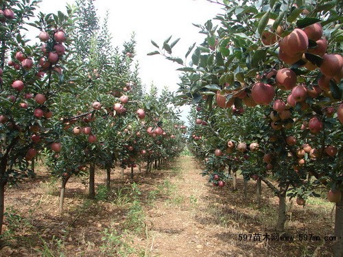 供应苹果树8公分苹果树10公分苹果树价格