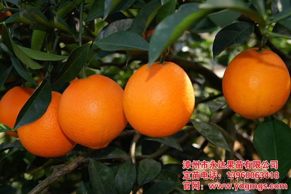 浙江纽荷尔脐橙苗哪里买比较正宗|果树小苗|绿