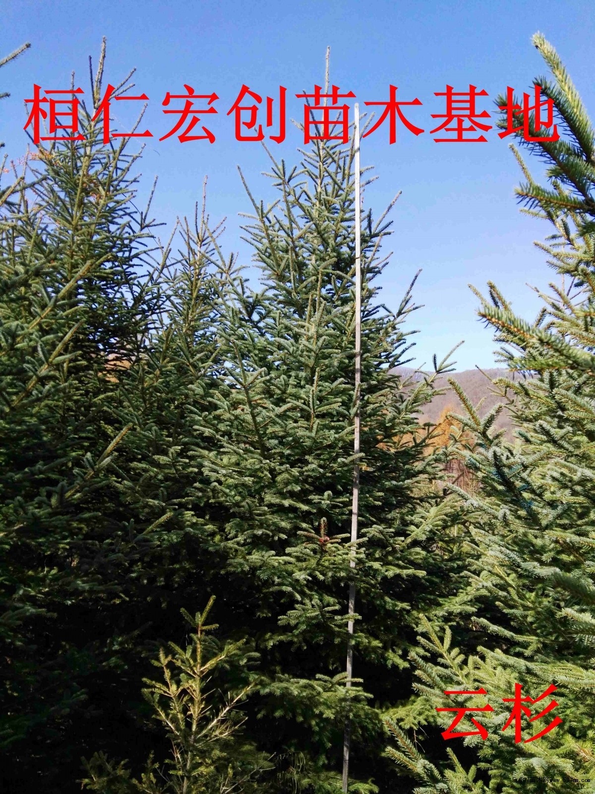 青杄云杉-北方园林观赏树木-图片