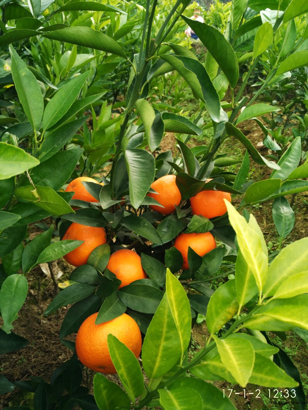 红美人柑橘正宗苗供应图片