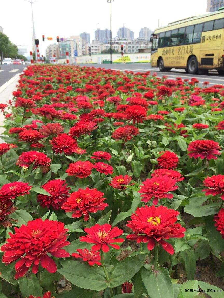 适用范围;百日草适用于大面积花海,小区和路边也可以大面积种植
