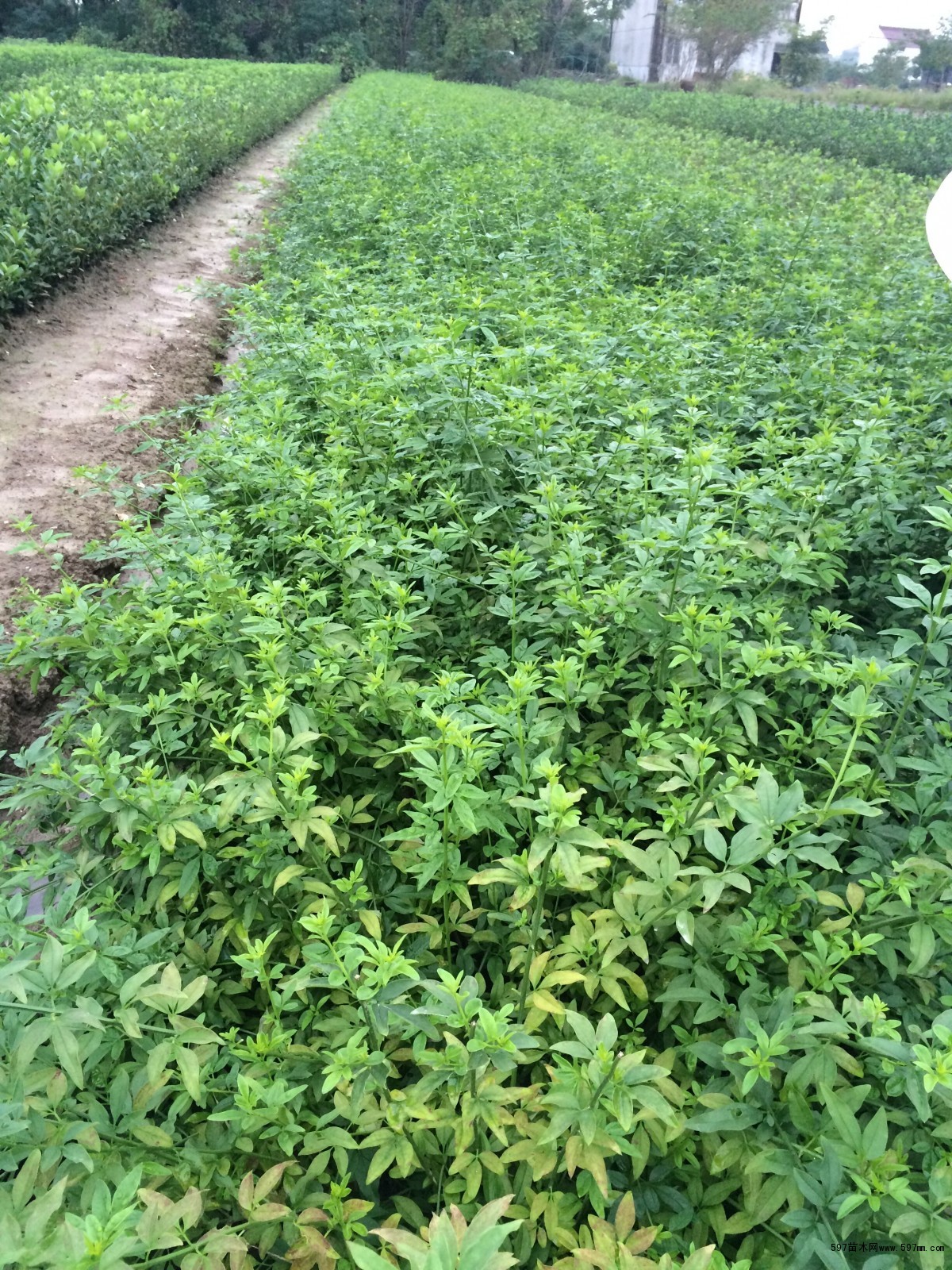 常州云南黄馨图片|苗木|苗木图库|597苗木网