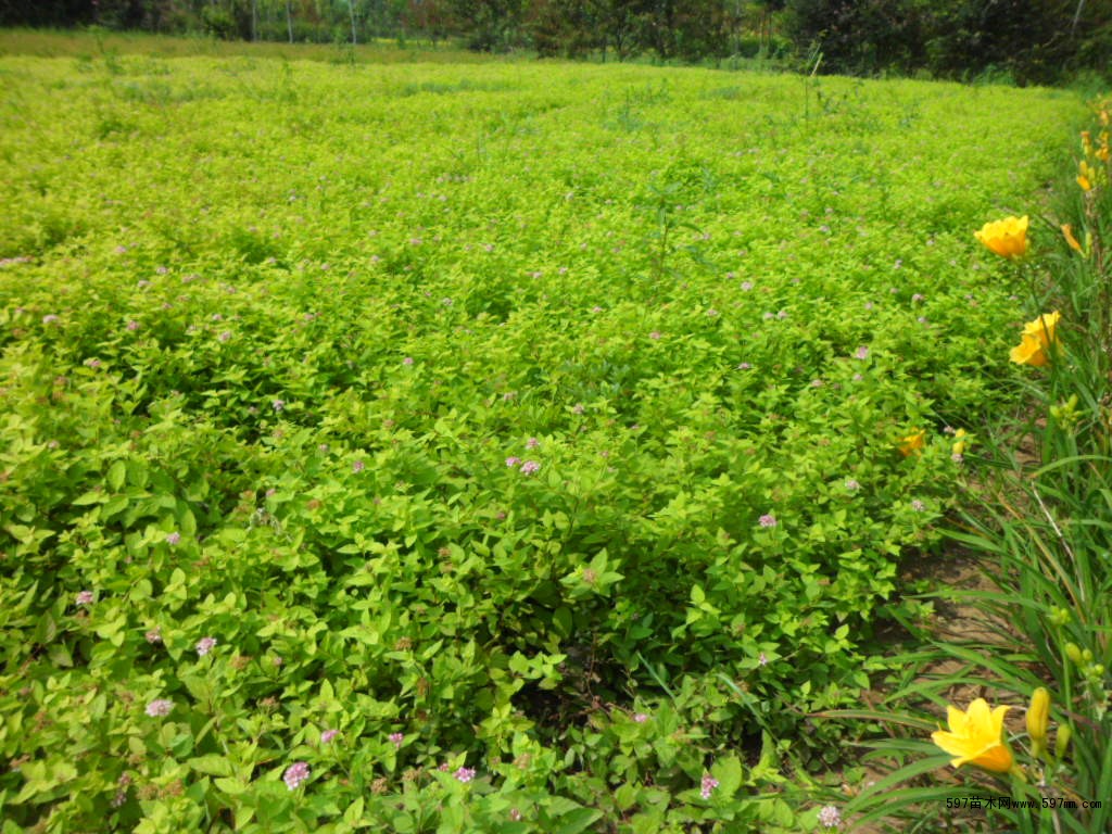 金山绣线菊_金焰绣线菊_红花绣线菊_日本绣线菊基地绣