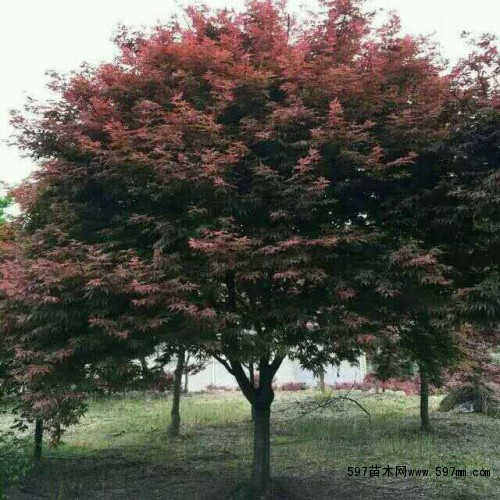 石楠,各种玉兰,各种黄杨