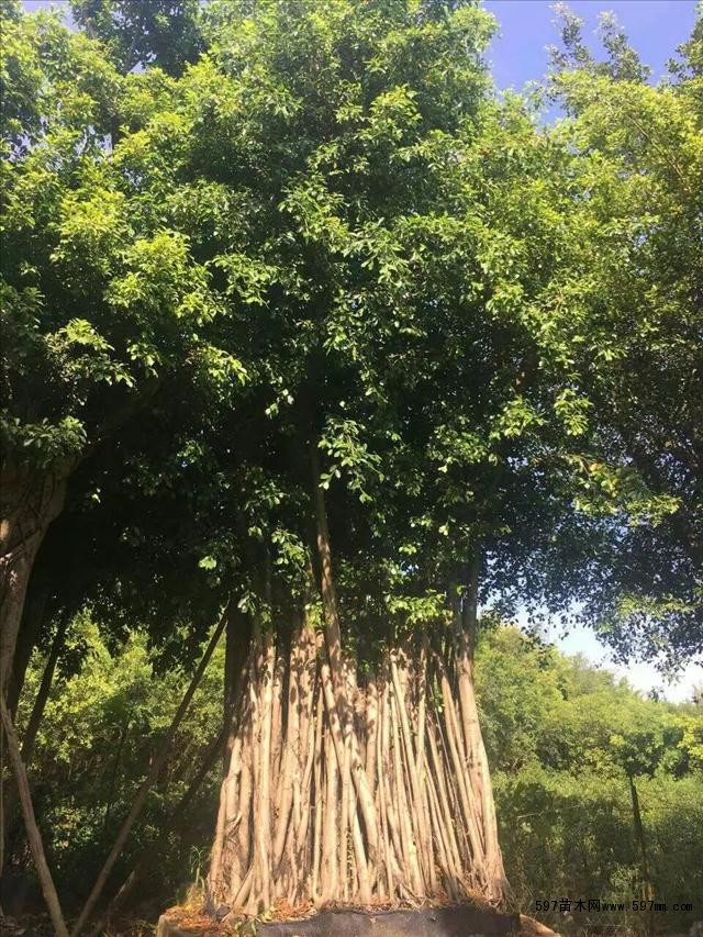 福建原叶-原生造型小叶榕桩头图片