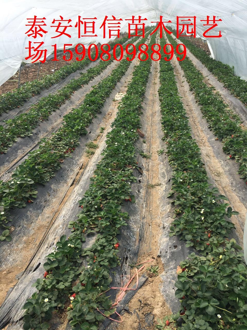 法兰地草莓苗图片|苗木|苗木图库|597苗木网