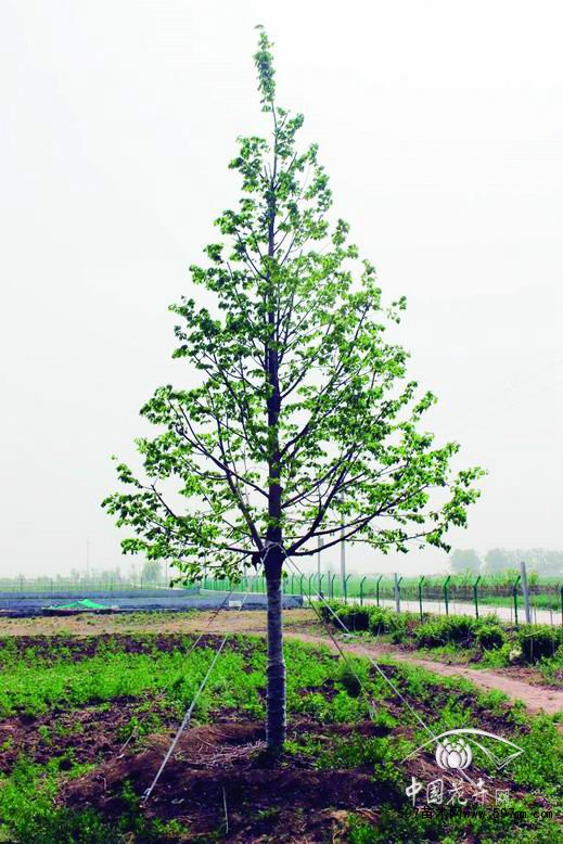 国际树木学会树木规格的六点标准基本涵盖了一株树木地上、地下两大部分,既彼此具有相对的独立性,又有机地统一。首先我们结合栽植苗木树种特性,确定了紫椴、欧洲小叶椴、大叶榉、北栾、元宝枫等培养树种,摒弃“截干发帽”的传统方式,采用竹竿扶架等方式保持中央领导干,科学制定分枝点保证超过60%的“活冠比”,科学修剪保证主干与分枝比例、分枝分层排列,多次移栽、断根促进根系更新、强壮。目前我们已经按照上述理念开始培育第一批紫椴、欧洲小叶椴、大叶榉、北栾、元宝枫半成品苗(