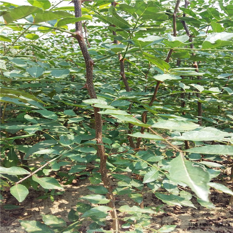 苗圃 苗圃