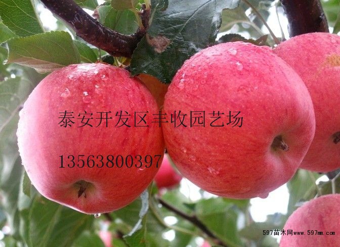 湖北荆州信浓红苹果苗价格 嫁接苹果苗什么品
