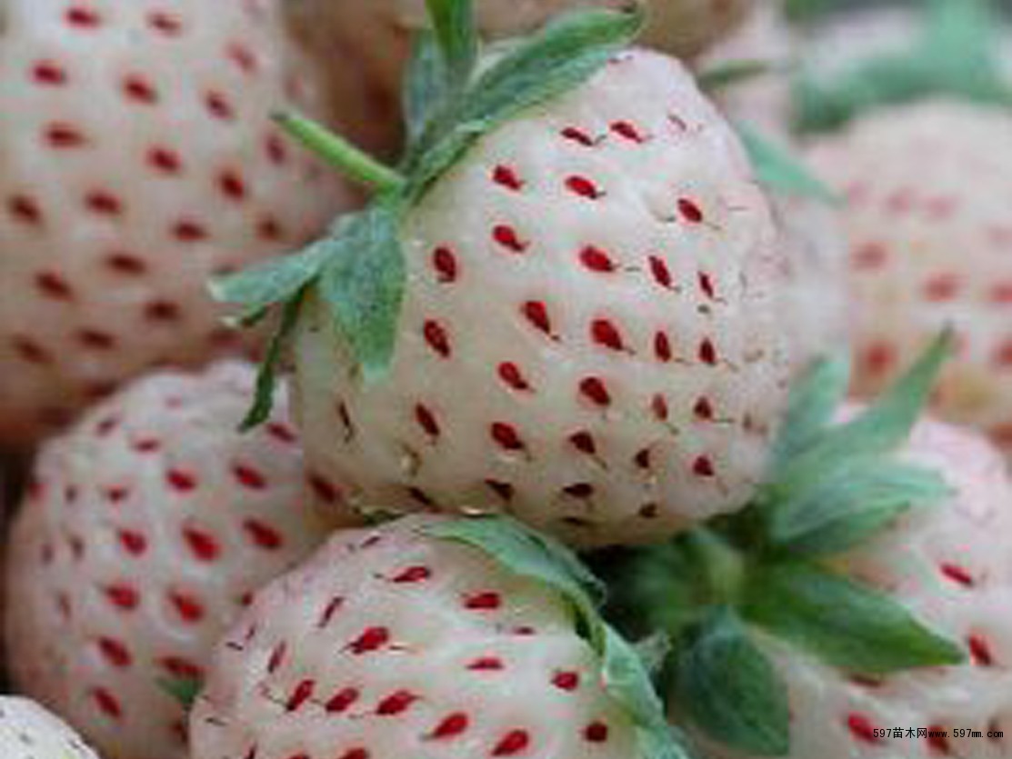 白草莓苗图片|苗木|苗木图库|597苗木网
