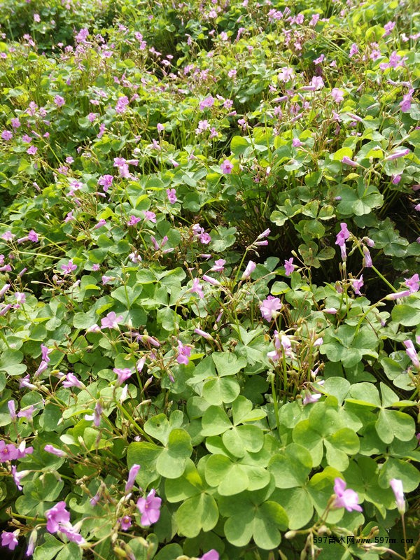 红花酢浆草_红花炸酱草_红花草基地|草花地被|绿化苗木|苗木销售信息