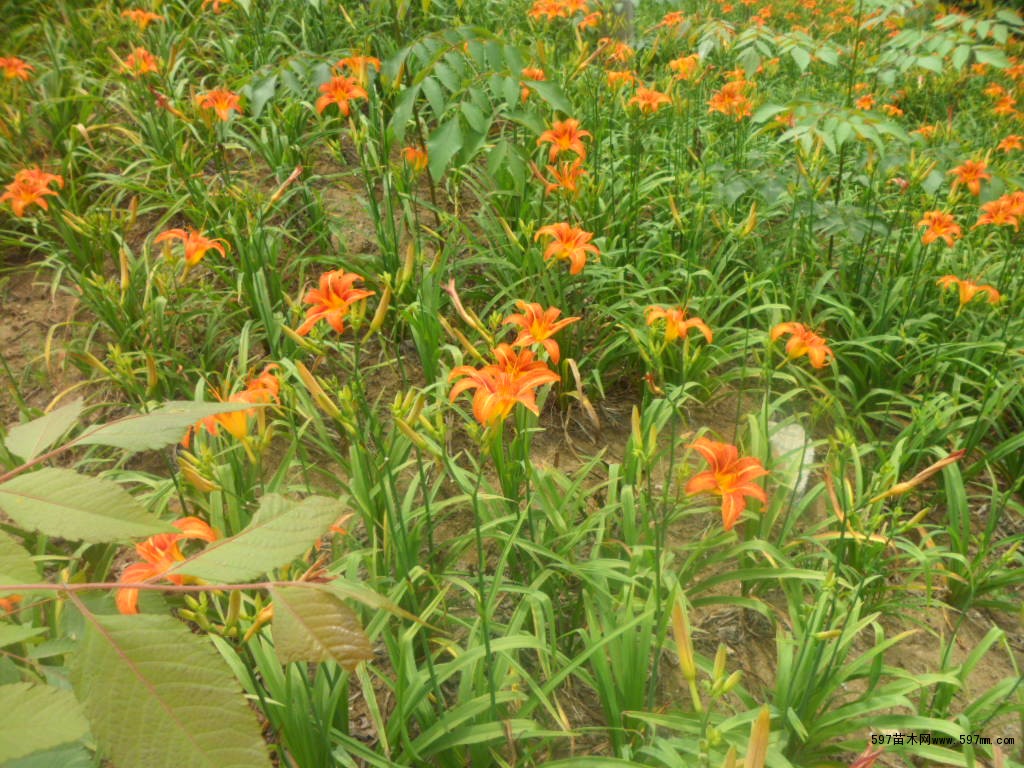 大花萱草基地