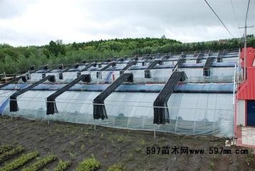 关于蓝莓种植与生长环境