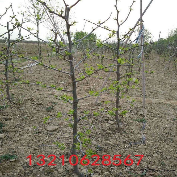 北方适合栽什么品种枣树苗,枣树苗那个品种好