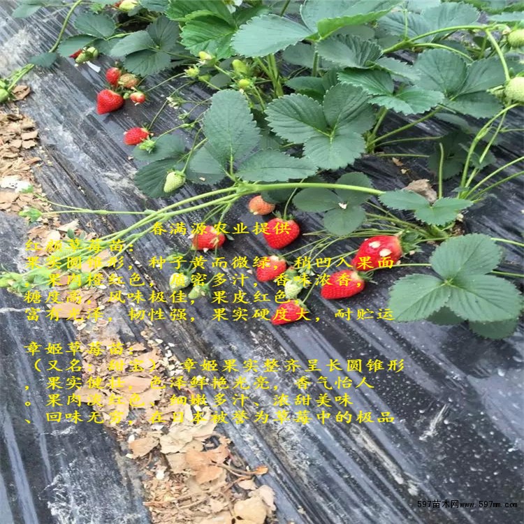 青枣树修剪技术图解_图解大全 法兰地草莓苗品种 法兰地草莓苗果树在1年中经由抽芽、抽枝、开花、成果,耗费了少量的养分物质,为了给树体添加养分贮备,使其平安越冬,促进翌年花芽分化,进步座果率,必需增强果树休眠期治理,现中国农林网将引见以下几点办法: 法兰地草莓苗年夜棚草莓病虫害以农业防治为主,药剂防治为辅。可经过选用抗病种类、培育脱毒壮苗、高垄栽植、地膜掩盖、洁净泥土、防止干旱、高湿等办法预防病虫害的发作。如发现病害,要留意开花前后不宜用药,以免影响授粉,使畸形果增多,也应选择高效、低毒、低残留农药并严厉节制农药用量和平安距离期。