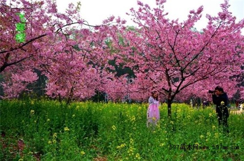 樱花凭什么征服了全世界|绿化苗木百科|行业资