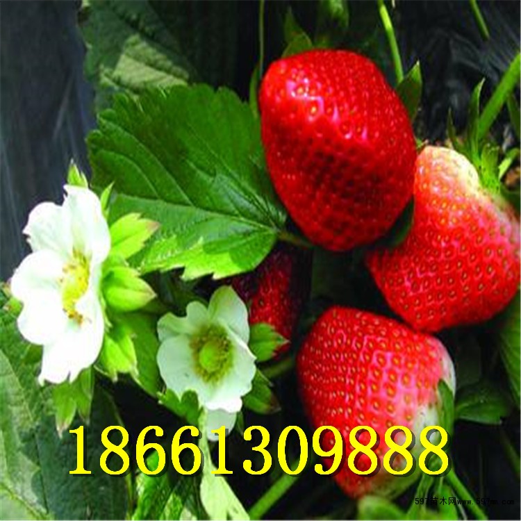 优质红颜草莓苗哪里有 重庆红颜草莓苗批发基