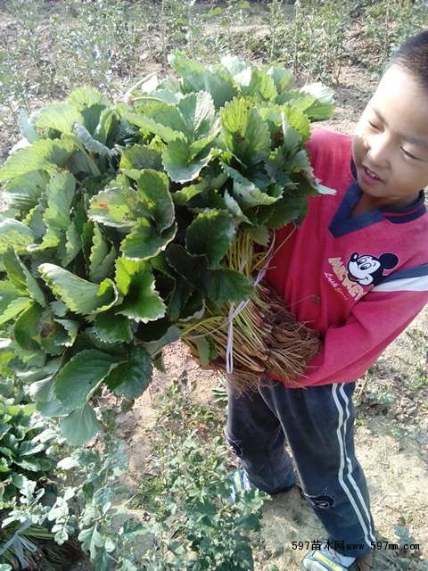 妙香草莓苗基地 妙香草莓苗基地