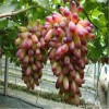 品種齊全葡萄苗 葡萄苗價格 甜葡萄苗品種