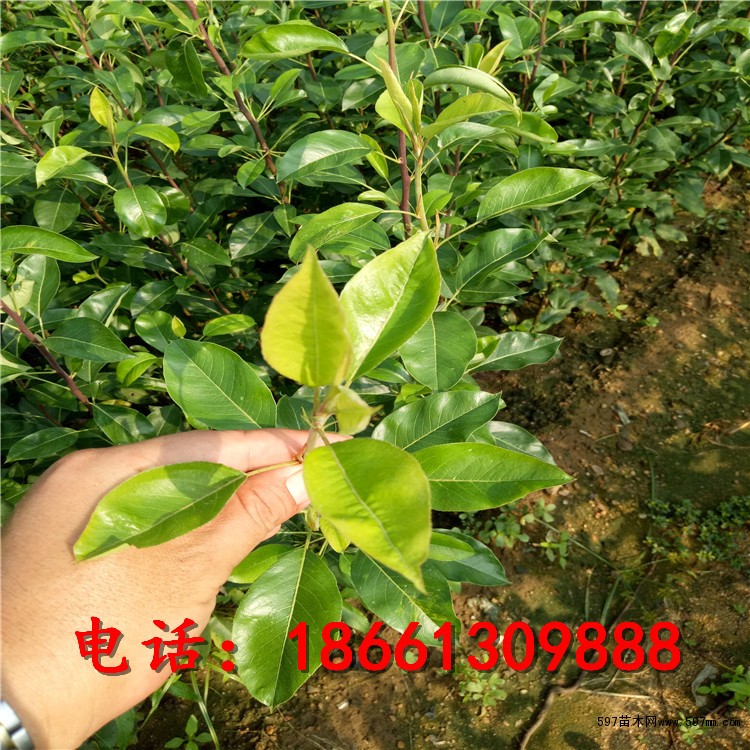 早酥红梨梨树苗批发价格查询 早酥红梨梨苗一