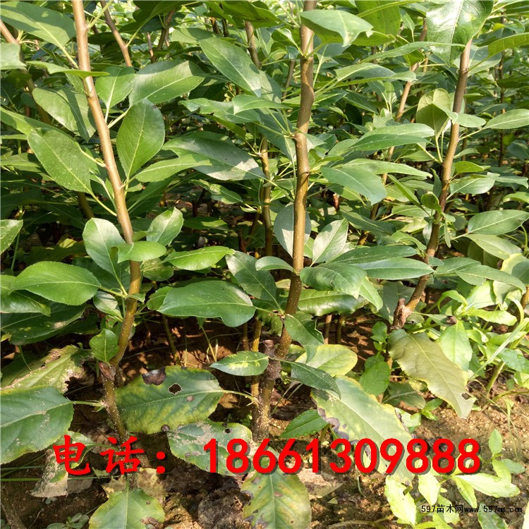 早酥红梨梨树苗批发价格查询 早酥红梨梨苗一