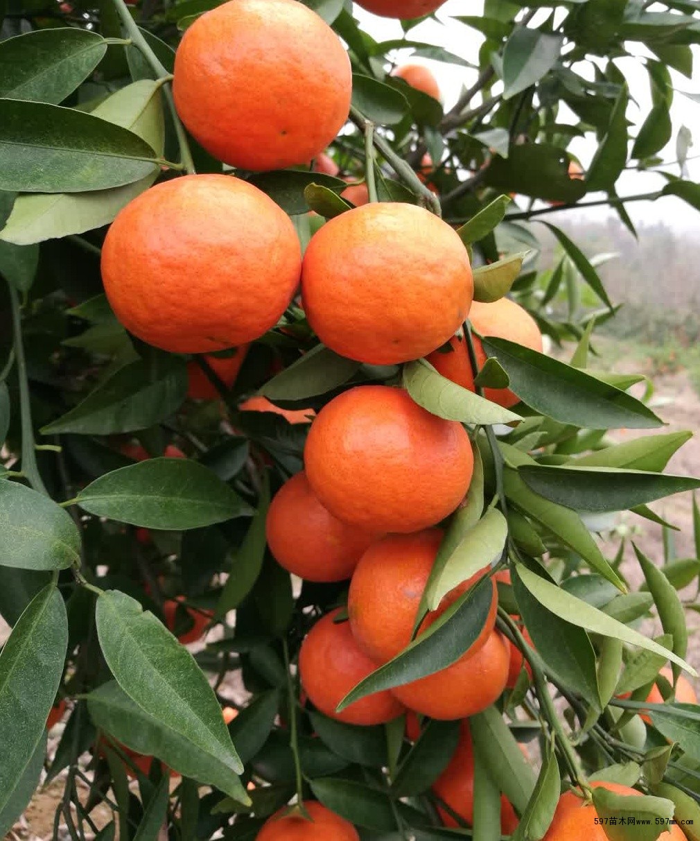 供应晚熟柑橘嫁接苗12月份成熟采摘精品世纪