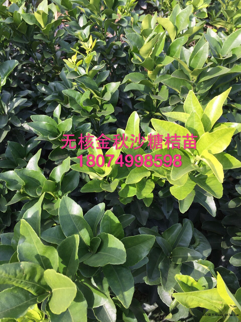 ڽɳǽ,ɳǽ۹,ɳǽͼƬ1