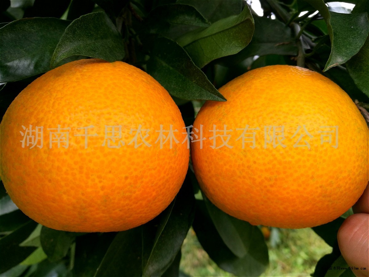 红美人柑橘苗价格|果树小苗|苗木|苗木报价|597