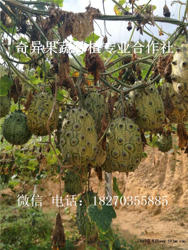 火参果种植技术资料 特征特性 火参果原产于南非半干旱地区,在美国,澳大利亚,新西兰等地都有种植。果实发育期为30-40天,植株长势旺,坐果性好。果实为椭圆体,有刺,外表独特,类似于刺海参,长约12cm,直径约8cm。生长期时果皮亮绿色,完全成熟后果皮为金黄色。 栽培要点 露地,大棚,温室栽培;温室及大棚栽培时需要媒介进行授粉。此植株为雌雄同株植物,雄花一般先于雌花几天开放。 立架栽培一般栽种500-700株/亩,从播种到采收约3个半月-4个月,种子发芽温度应控制在20-35,种子在育苗盘里发芽,长到二片叶