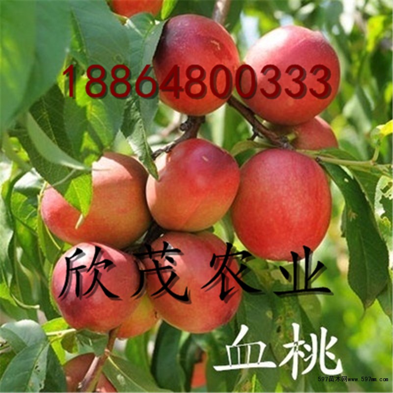 泰安欣茂农业科技有限公司位于世界文明的泰山脚下山东泰安岱岳区北集坡,泰山是世界著名的旅游胜地,风景秀丽,国家级卫生城市,北靠省府济南,南邻孔子故里曲阜,京沪高速,京福高速,104国道,京沪高铁纵横交错,交通极为方便。本苗圃与山东省果树研究所山东农业大学等建立长期稳定的合作关系,形成了以科研,引进,繁育,推广,销售为一体的综合性园艺中心。常年种植经营各种果苗花卉,景观绿化,大小乔木及果树嫁接种子培育等。 果树品种 【桃树苗】:新川中岛、莱山蜜、仓方早生、春雪、春艳、早凤王、红甘露、中油4.