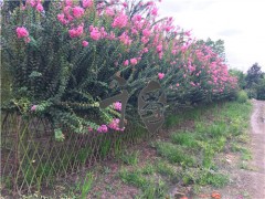 紫薇栅栏,紫薇围墙,紫薇编织绿篱