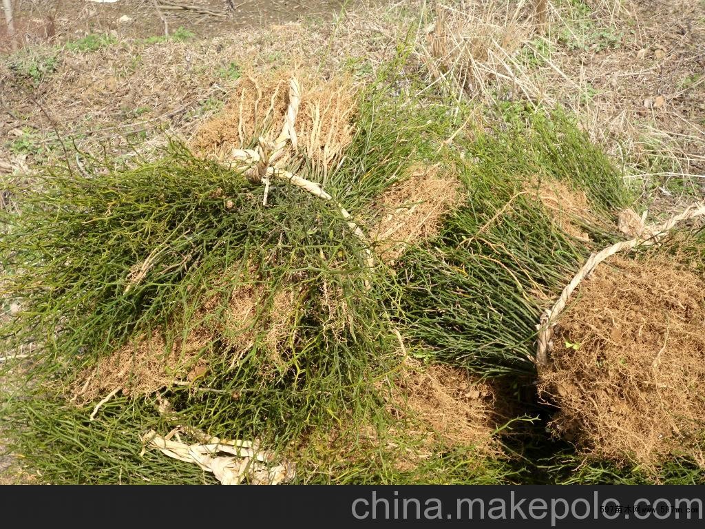 枳壳苗启苗 枳壳苗启苗