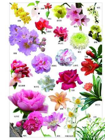中国国花是什么花,中国国花的来源