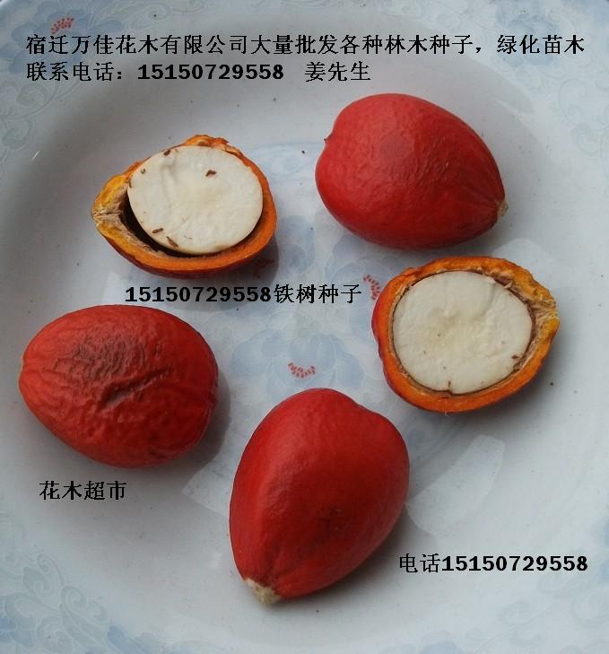 铁树种子苏铁种子