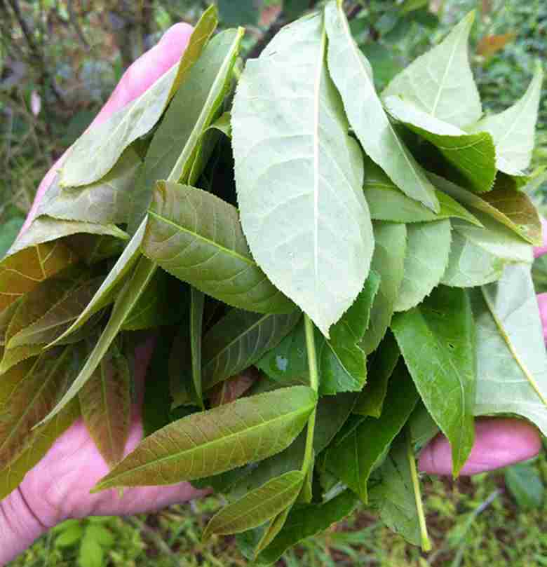 青钱柳野生原叶_青钱柳专区