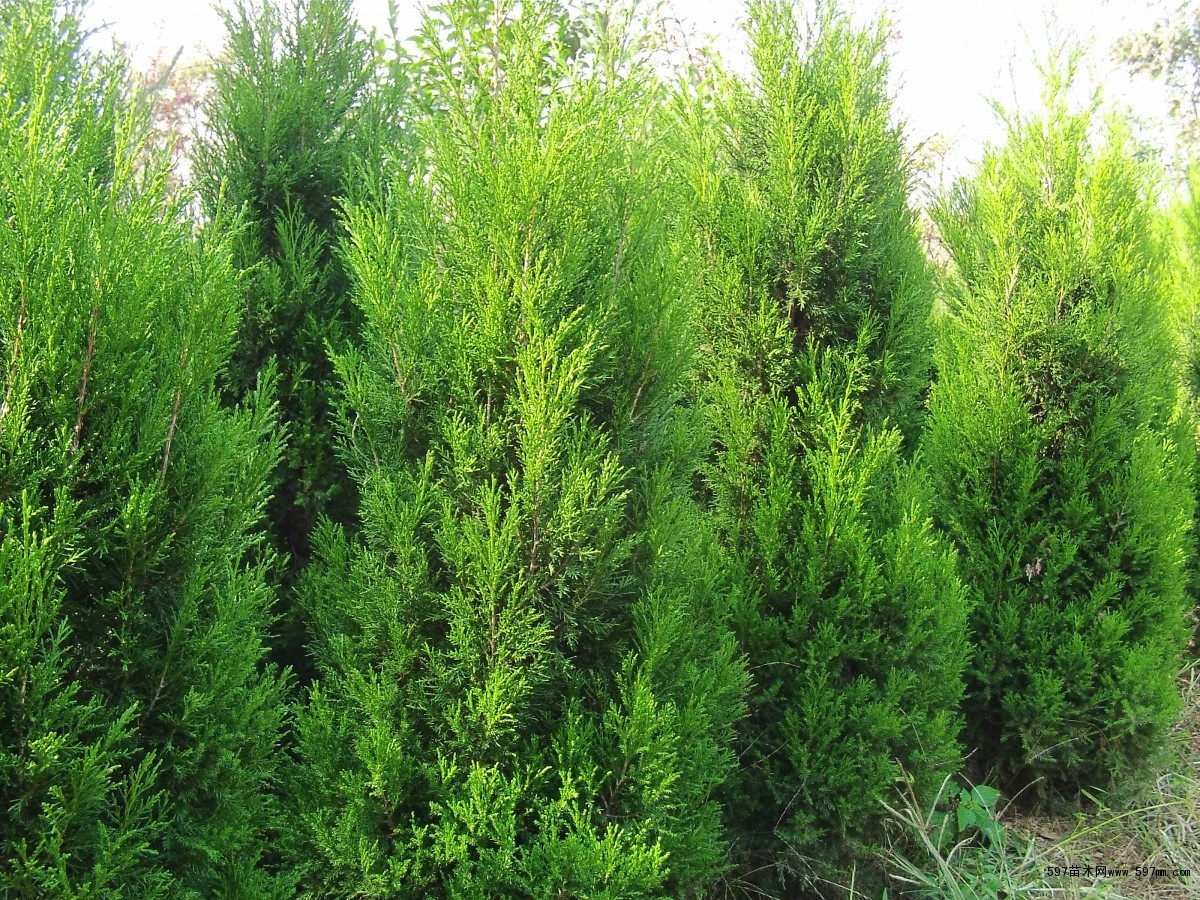蜀桧,塔柏图片,蜀桧百科_大山谷图库