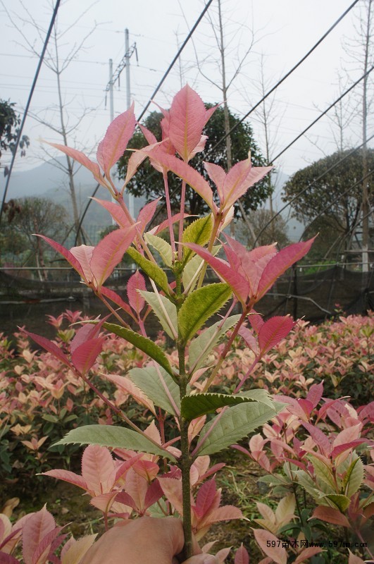五彩桂在台湾有着"桂花之王"的美誉,可以同时呈现五种不同颜色的树叶