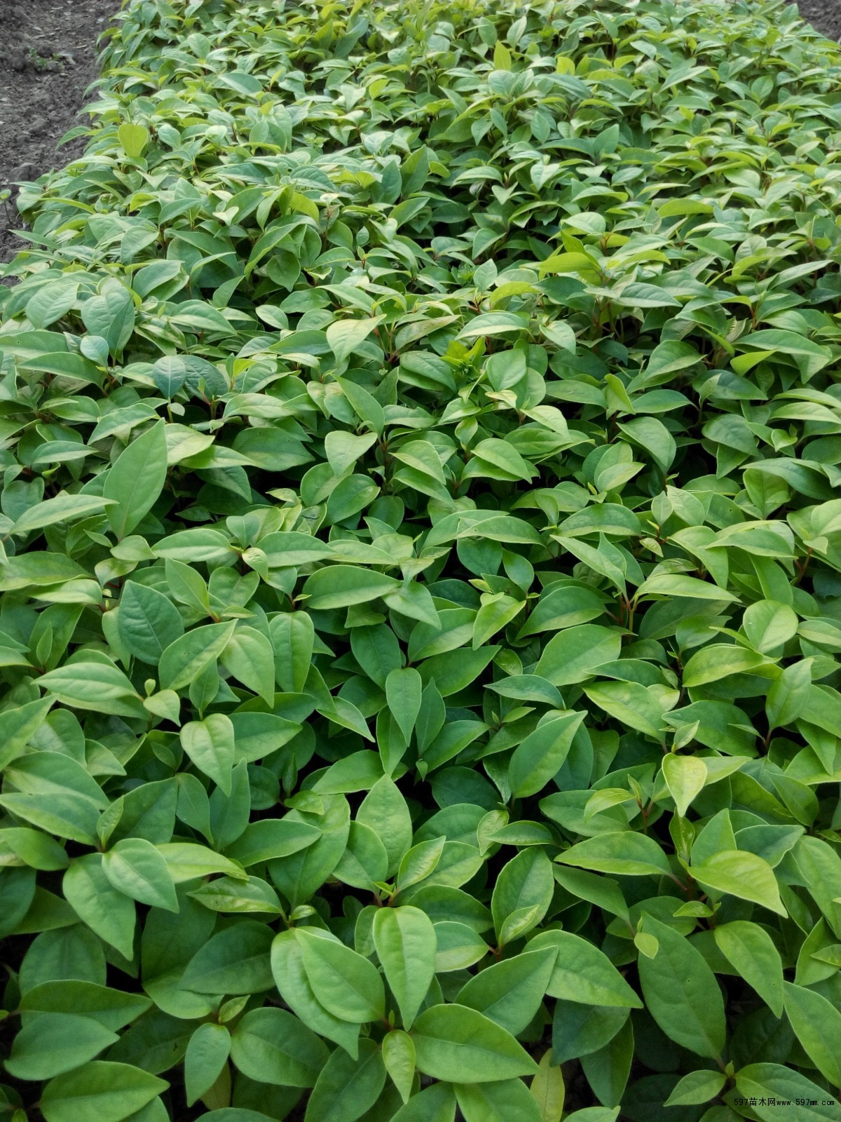 供應廣西酸柑芽苗/香泡芽苗/酸柚子芽苗/楊梅芽苗