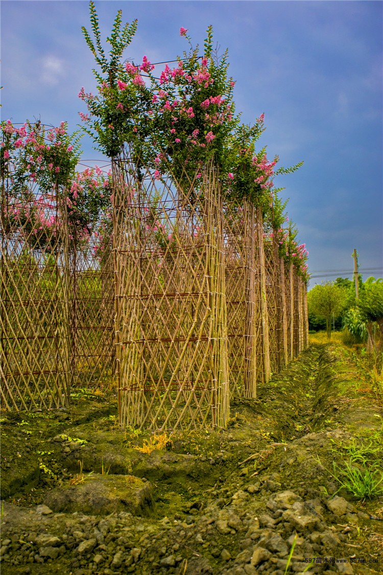 成都紫薇造型 紫薇造型价格 大红紫薇编织 亭子 长廊